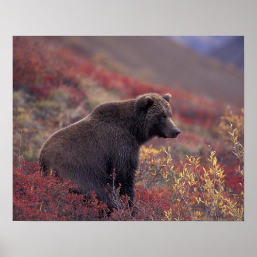 NA, USA, Alaska, Denali NP. Eine Grizzlyfrau Poster (Vorne)
