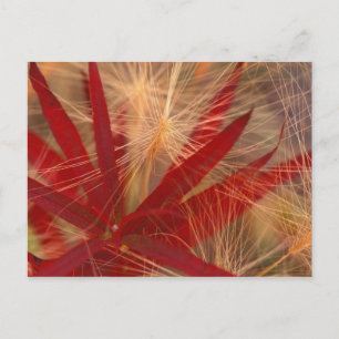 NA, USA, Alaska, Denali NP, Fireweed und wild Postkarte