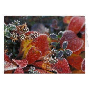 NA, USA, Alaska, Denali NP Frost, herbstfarben