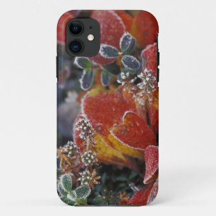 NA, USA, Alaska, Denali NP Frost, herbstfarben Case-Mate iPhone Hülle