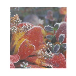NA, USA, Alaska, Denali NP Frost, herbstfarben Notizblock