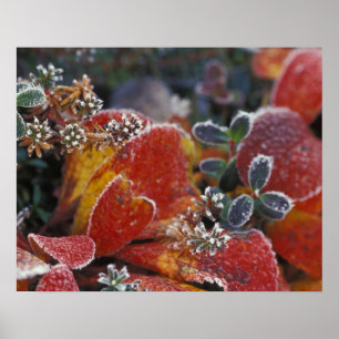 NA, USA, Alaska, Denali NP Frostig, herbstfarben Poster