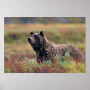 NA, USA, Alaska, Denali NP, Grizzly bear Poster