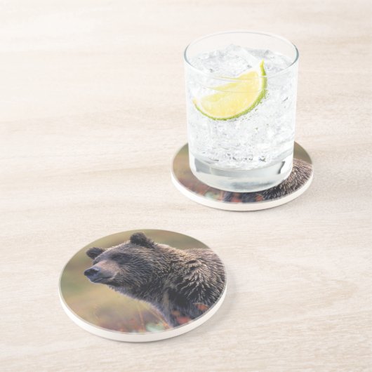 NA, USA, Alaska, Denali NP, Grizzly bear Sandstein Untersetzer (Seite)