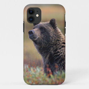 NA, USA, Alaska, Denali NP, Grizzlybär iPhone 11 Hülle