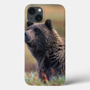 Na, USA, Alaska, Denali NP, Grizzlybär Case-Mate iPhone Hülle