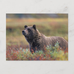 NA, USA, Alaska, Denali NP, Grizzlybär Postkarte
