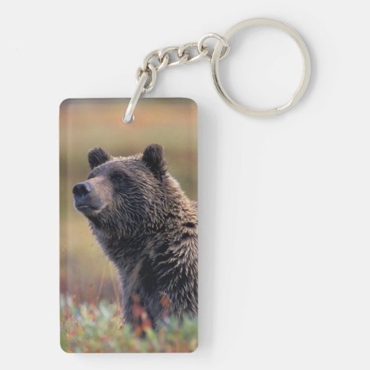 Na, USA, Alaska, Denali NP, Grizzlybär Schlüsselanhänger (Rückseite)
