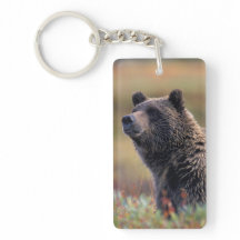 Na, USA, Alaska, Denali NP, Grizzlybär