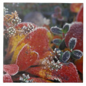 NA, USA, Alaska, Denali NP Mattiert, einfarbig Fliese (Vorderseite)