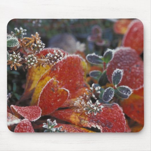 NA, USA, Alaska, Denali NP Mattiert, einfarbig Mousepad (Vorne)