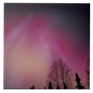 NA, USA, Alaska, Fairbanks. Vorhänge von lila Vor Fliese