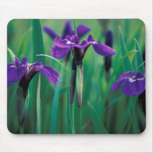 NA, USA, Alaska, Knight Island, Wild Iris Mousepad