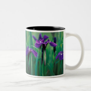 NA, USA, Alaska, Knight Island, Wilde Schwertlilie Zweifarbige Tasse
