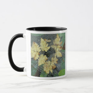 NA, USA, Alaska, Nancy Lake. Tau auf Spinnennetz Tasse