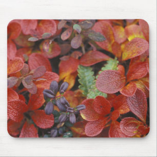 NA, USA, Alaska. Nationalpark Denali. Bärenbeere Mousepad