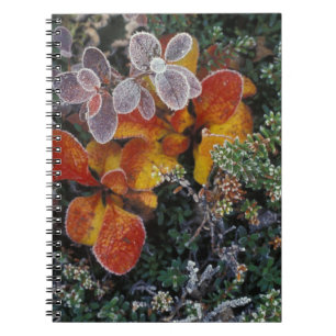 NA, USA, Alaska. Nationalpark Denali. Beerenbeere  Notizblock