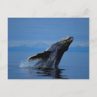 NA, USA, Alaska, Südost-Alaska, Innen