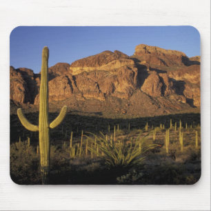 NA, USA, Arizona. Organ Pipe Cactus National 2 Mousepad