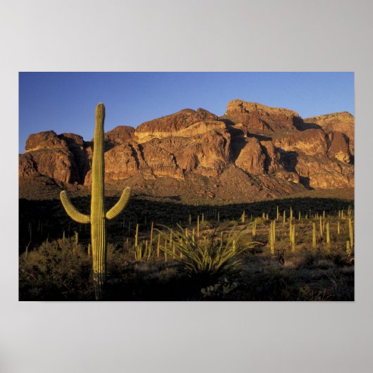 NA, USA, Arizona. Organ Pipe Cactus National 2 Poster (Vorne)