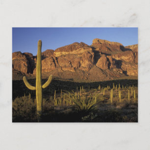 NA, USA, Arizona. Organ Pipe Cactus National 2 Postkarte