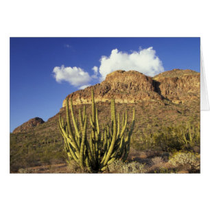 NA, USA, Arizona. Organ Pipe Cactus National 3