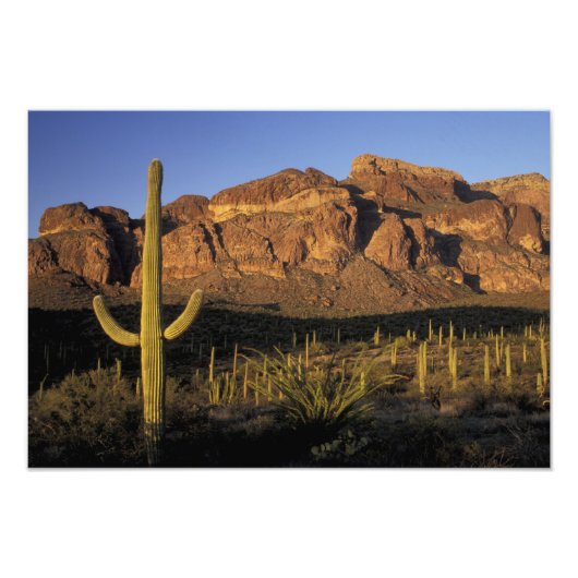 NA, USA, Arizona. Organ Pipe Cactus National 3 Fotodruck (Vorne)