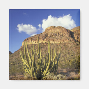 NA, USA, Arizona. Organ Pipe Cactus National 3 Magnet