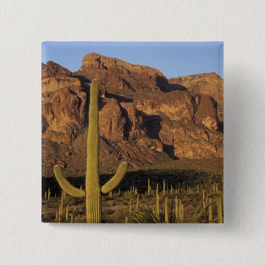 NA, USA, Arizona. Organpfeife Button (Vorderseite)