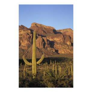 NA, USA, Arizona. Organpfeife Cactus National Fotodruck