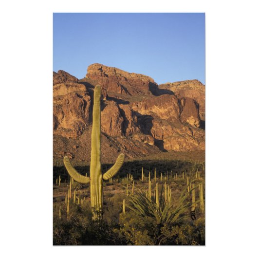 NA, USA, Arizona. Organpfeife Cactus National Fotodruck (Vorne)
