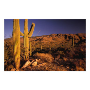 NA, USA, Arizona, Saguaro National Monument, Fotodruck