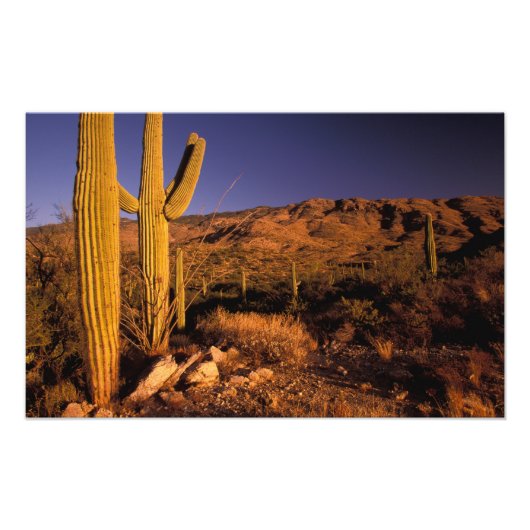 NA, USA, Arizona, Saguaro National Monument, Fotodruck (Vorne)