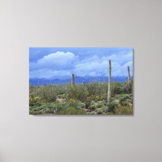 NA, USA, Arizona, Saguaro National Monument, Leinwanddruck (Vorderseite)