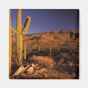 NA, USA, Arizona, Saguaro National Monument, Magnet