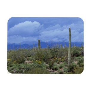 NA, USA, Arizona, Saguaro National Monument, Magnet