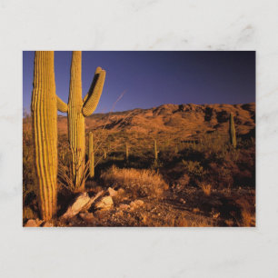 NA, USA, Arizona, Saguaro National Monument, Postkarte