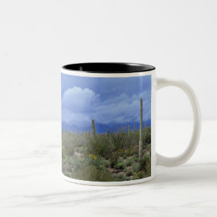 NA, USA, Arizona, Saguaro National Monument, Zweifarbige Tasse