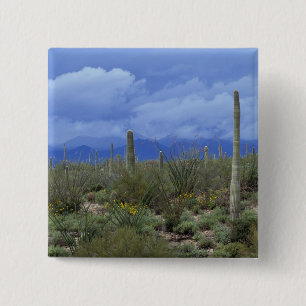 NA, USA, Arizona, Saguaro-Nationalmonument, Button