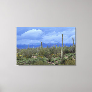 NA, USA, Arizona, Saguaro-Nationalmonument, Leinwanddruck
