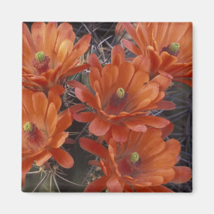NA, USA, Arizona, San Xavier. Claret Cup cactus Magnet