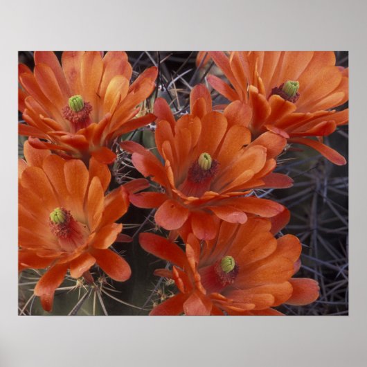 NA, USA, Arizona, San Xavier. Claret Cup cactus Poster (Vorne)