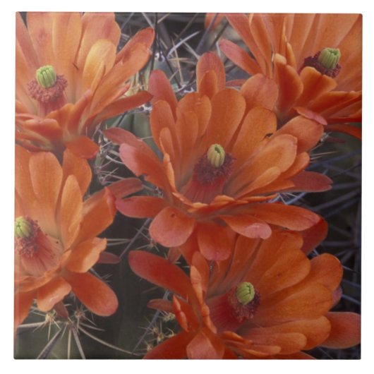 NA, USA, Arizona, San Xavier. Claret Cup Fliese (Vorderseite)