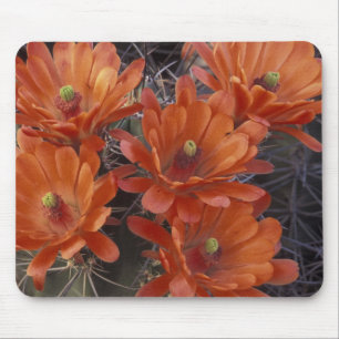 NA, USA, Arizona, San Xavier. Claret Cup Kaktus Mousepad
