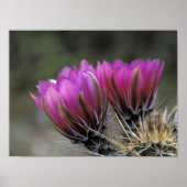 NA, USA, Arizona, Sonoran Desert. Igel Poster (Vorne)
