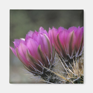 NA, USA, Arizona, Sonoran-Wüste. Igel Magnet
