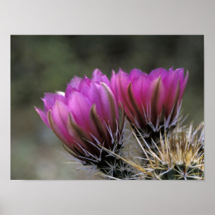 NA, USA, Arizona, Sonoran-Wüste. Igel Poster