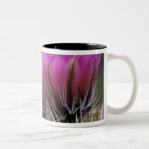 NA, USA, Arizona, Sonoran-Wüste. Igel Zweifarbige Tasse