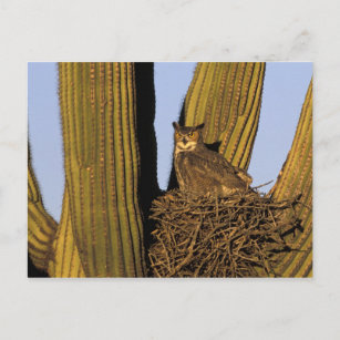 NA, USA, Arizona, Tucson Große Horneule Postkarte