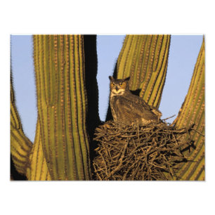 NA, USA, Arizona, Tucson Große Hornkeule Fotodruck